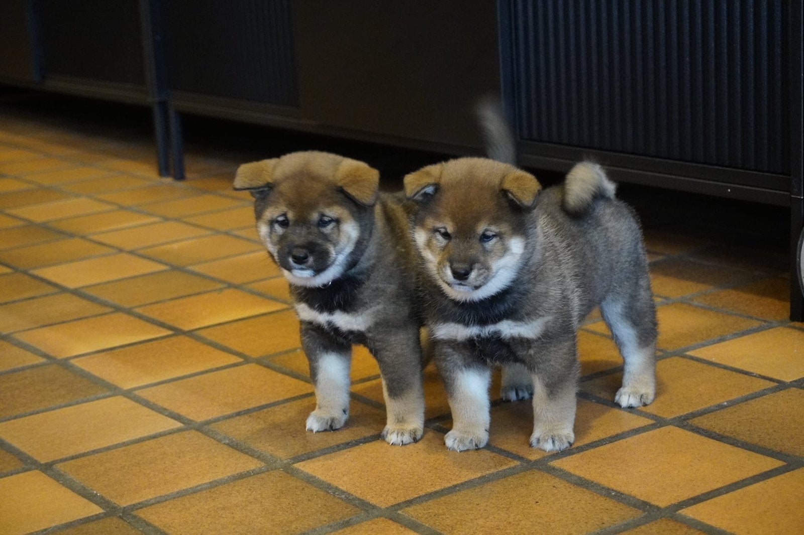 Shiba inu pups - stamboom - 10 weken, Dieren en Toebehoren, CDV (hondenziekte), België, Fokker | Hobbymatig, Overige rassen