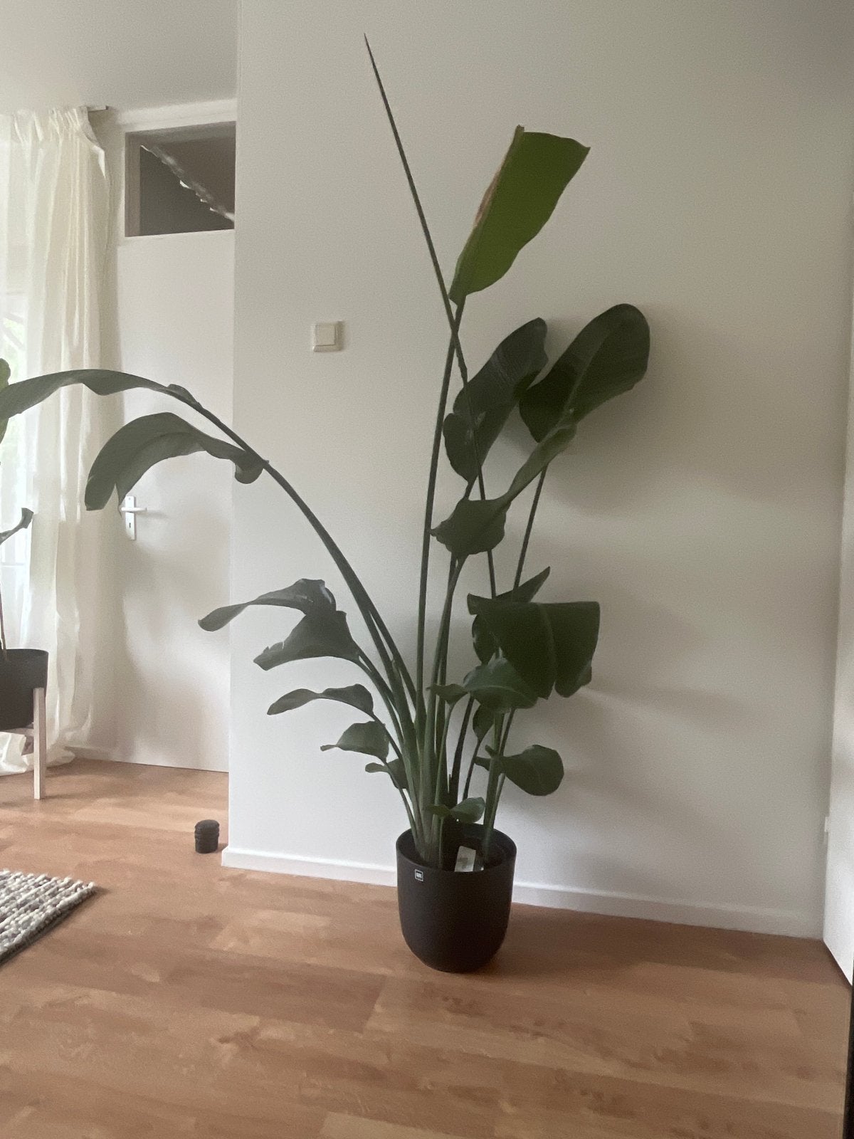 Grote Strelitzia Nicolai (Paradijsvogelplant), Huis en Inrichting, Ophalen, Overige soorten, In pot, 150 tot 200 cm