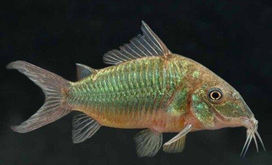 Corydora brochis splendens (XL)