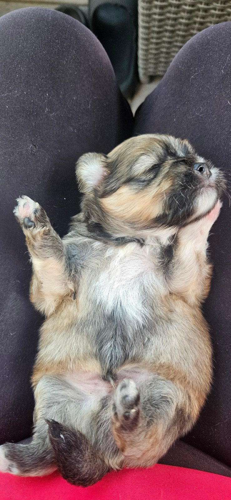 Puppy,s daar zijn ze dan twee reutjes en twee teefjes, Overige rassen, 8 tot 15 weken, Meerdere, Meerdere dieren