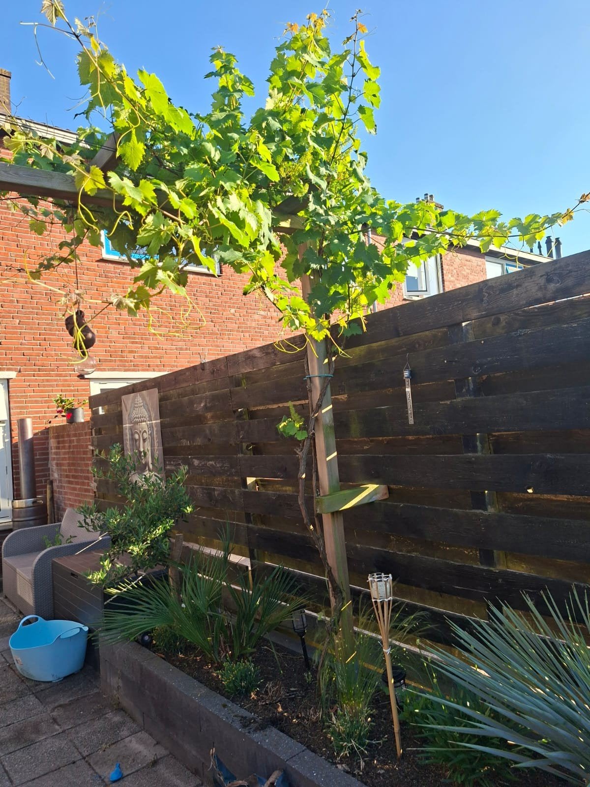 Mediteraanse planten te koop!, Tuin en Terras, Volle zon, Ophalen of Verzenden, 100 tot 250 cm, Zomer
