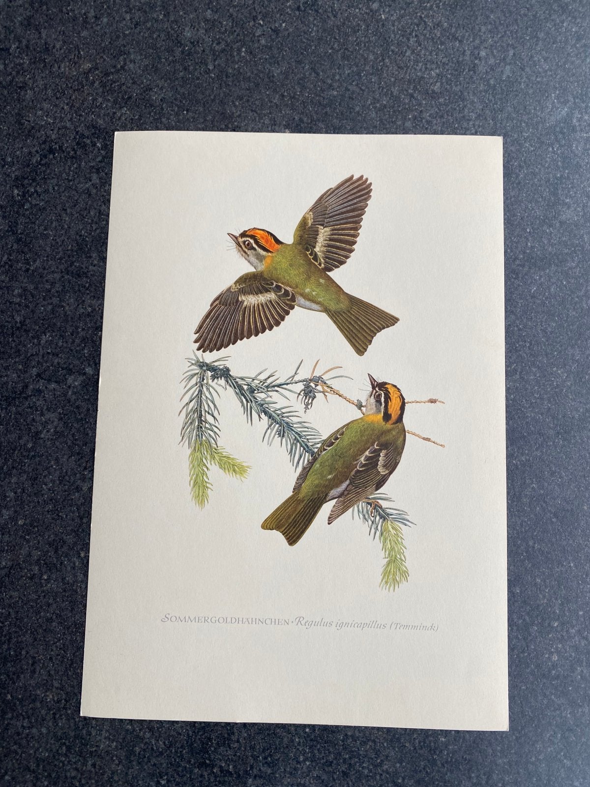 10 prenten zangvogels 16,5x24 samen  20 euro oa klapekster, Ophalen of Verzenden, Natuur en Biologie