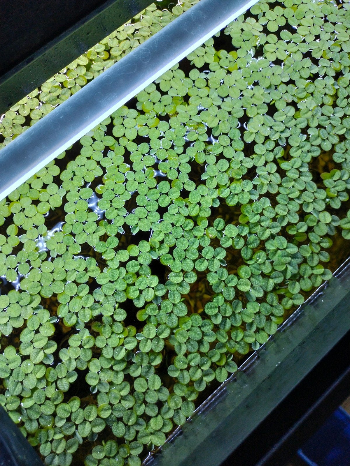 drijfplanten, Dieren en Toebehoren, Ophalen, Nieuw, Plant(en), Steen of Hout