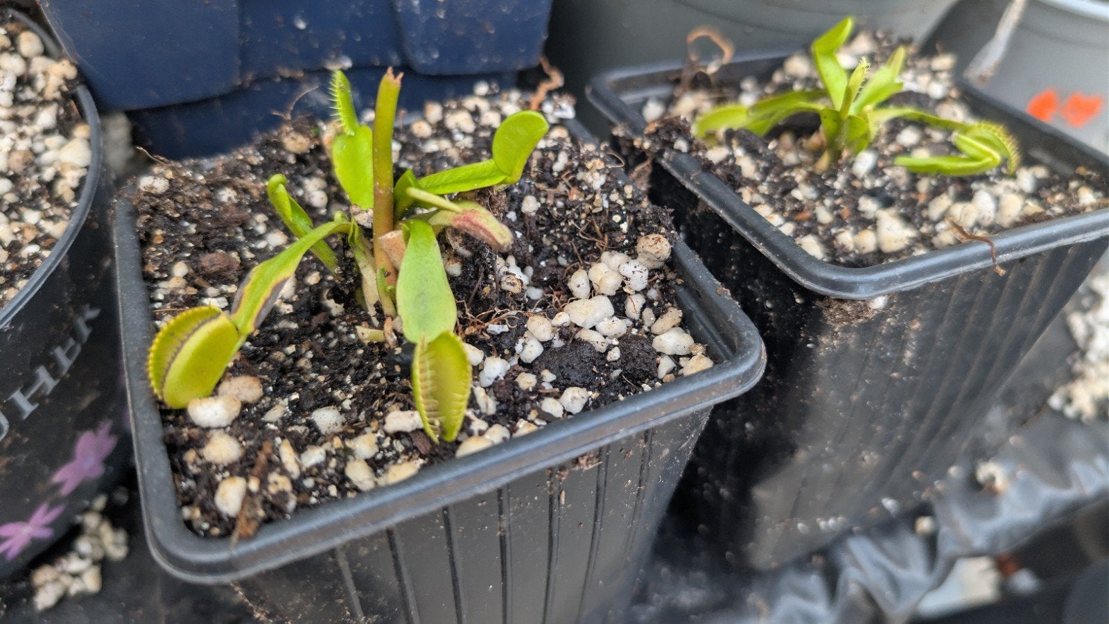 Vleesetende planten - Venusvliegenvanger, Scarlet Belle en Z, Tuin en Terras, Volle zon, Vaste plant, Zomer, Ophalen