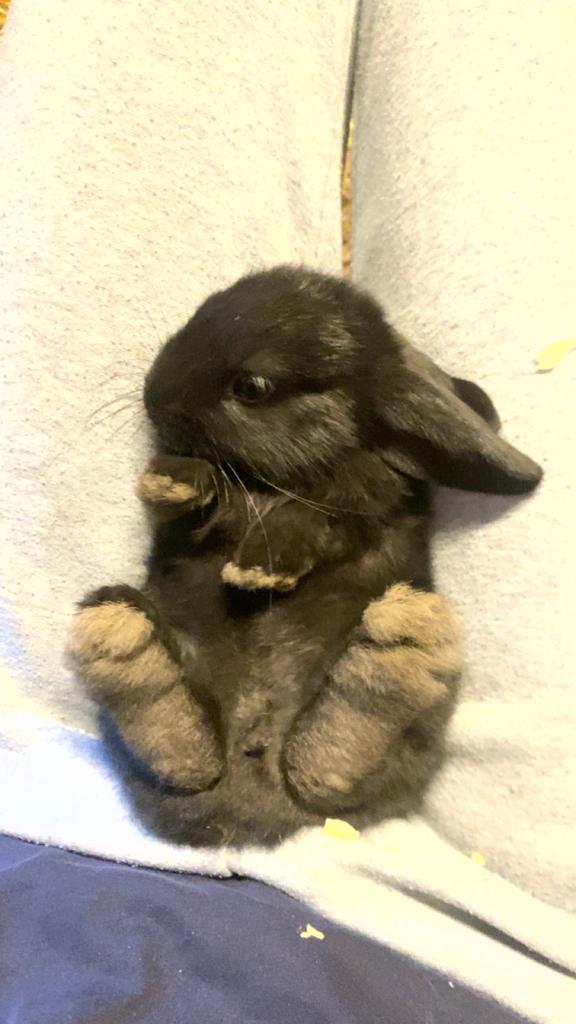 Lief dwerg konijntje, Vrouwelijk, Dwerg, 0 tot 2 jaar