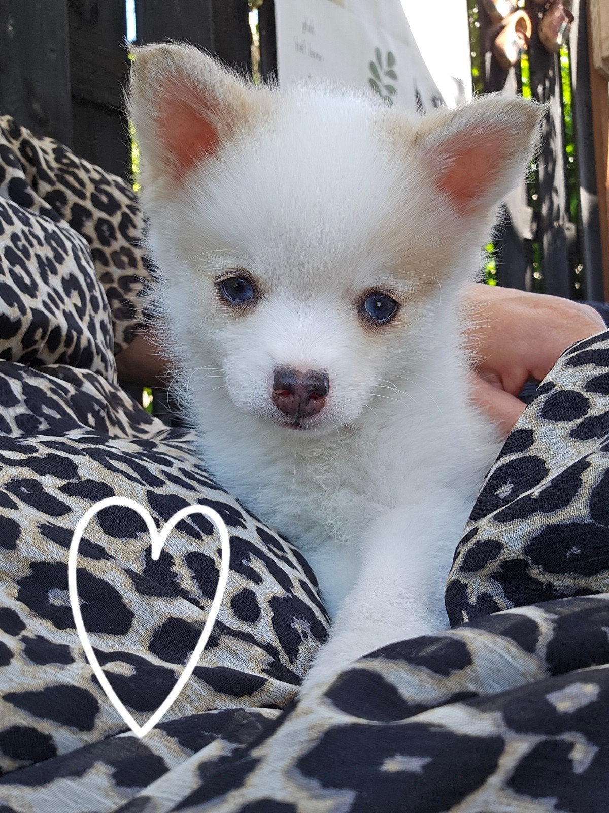 🐶 Nog 1 prachtige Pomeriaan x Pomsky reutje te koop! 🐶, Dieren en Toebehoren, Keeshond, 8 tot 15 weken, Meerdere, Meerdere dieren