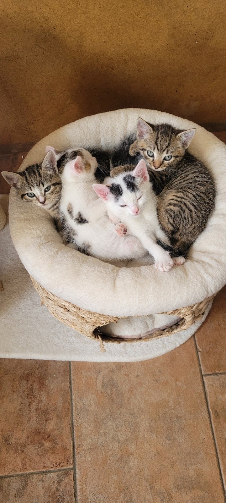 Kittens, Poes