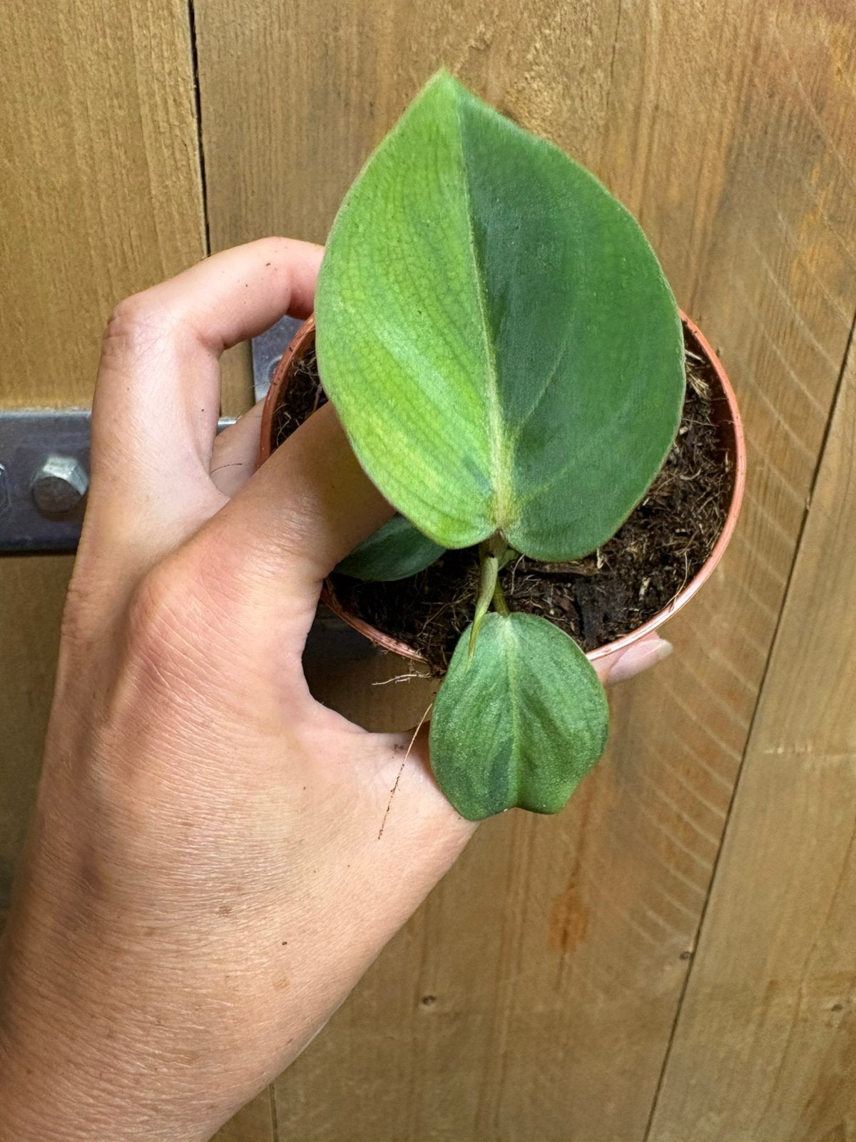 Philodendron gloriosum variegata plant aurea green halfmoon, Ophalen of Verzenden, Halfschaduw, Minder dan 100 cm