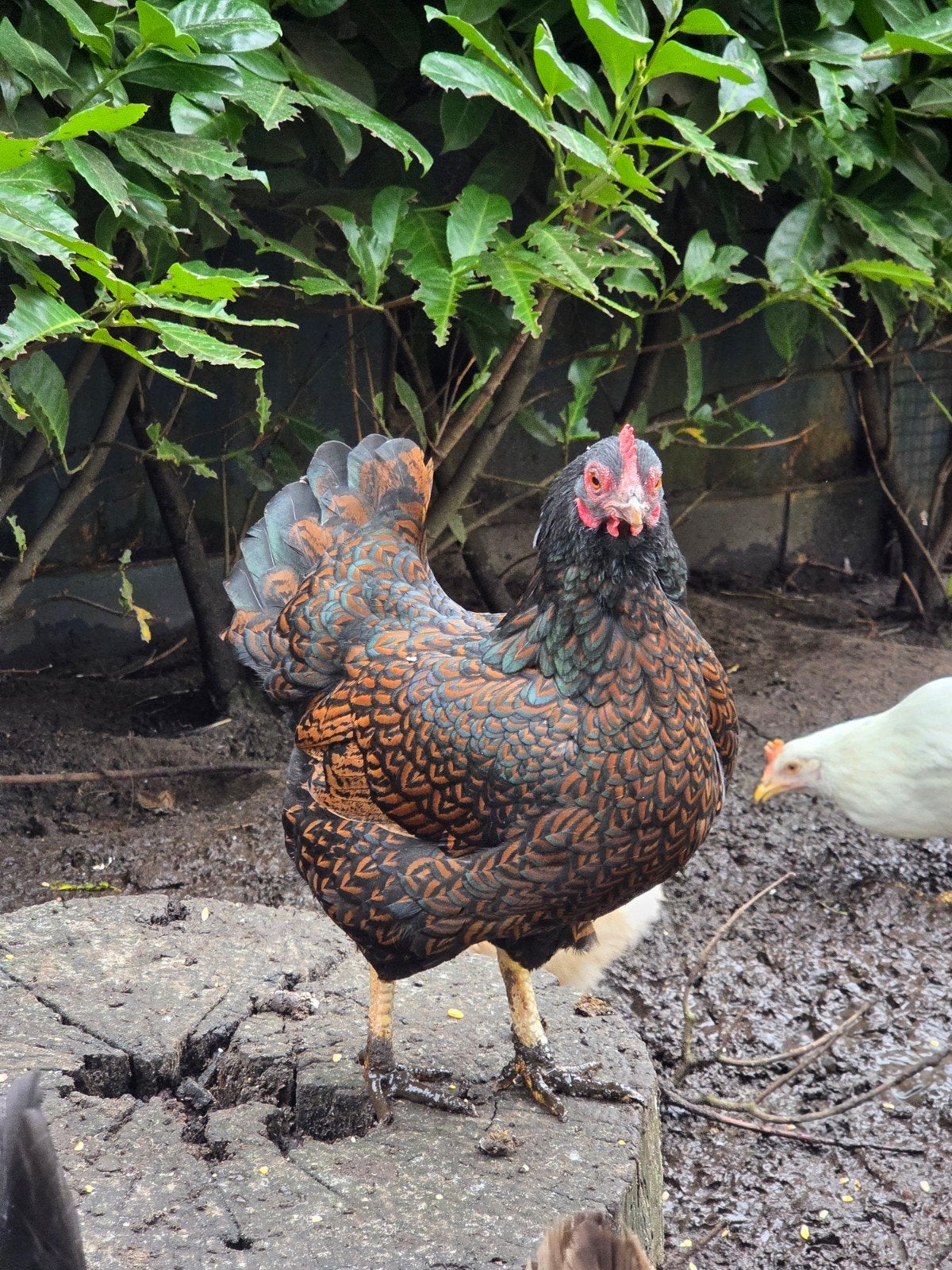 3 Barnevelder hennen, krielkippen, Dieren en Toebehoren, Vrouwelijk, Kip