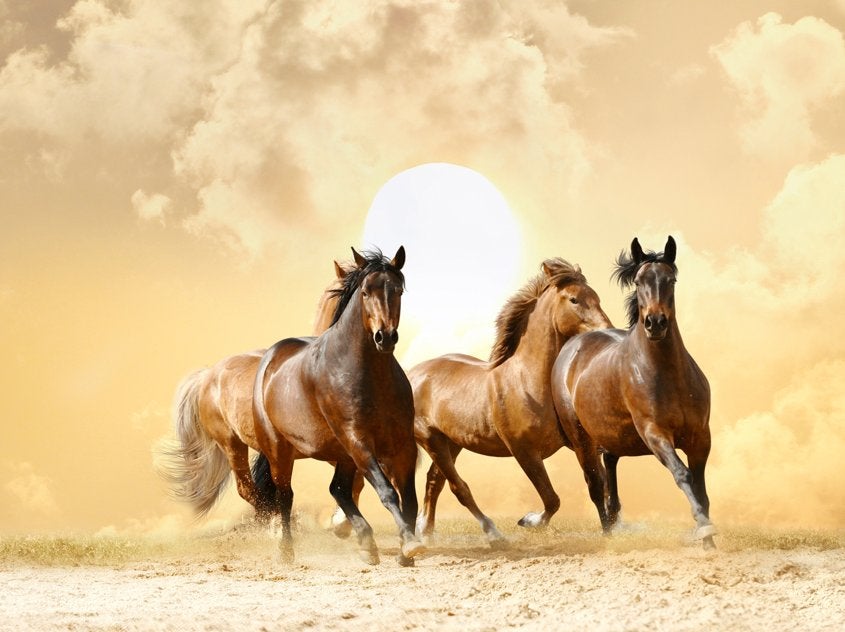 Paarden behang Running Horses, vlies, Muurdeco4kids, Verzenden, Fotobehang