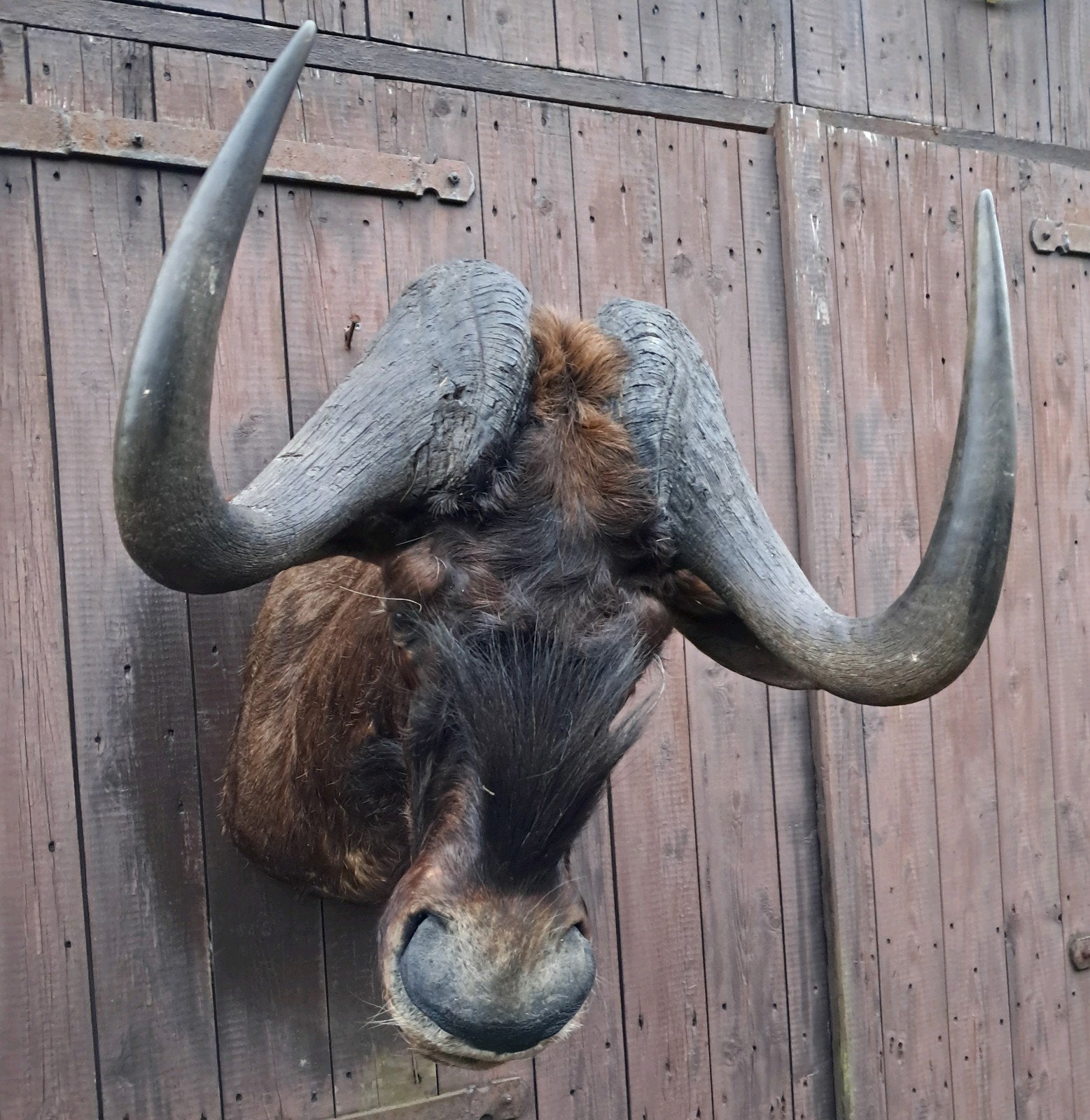 Opgezette Witstaartgnoe – grote taxidermie wandkop – uniek, Ophalen, Opgezet dier