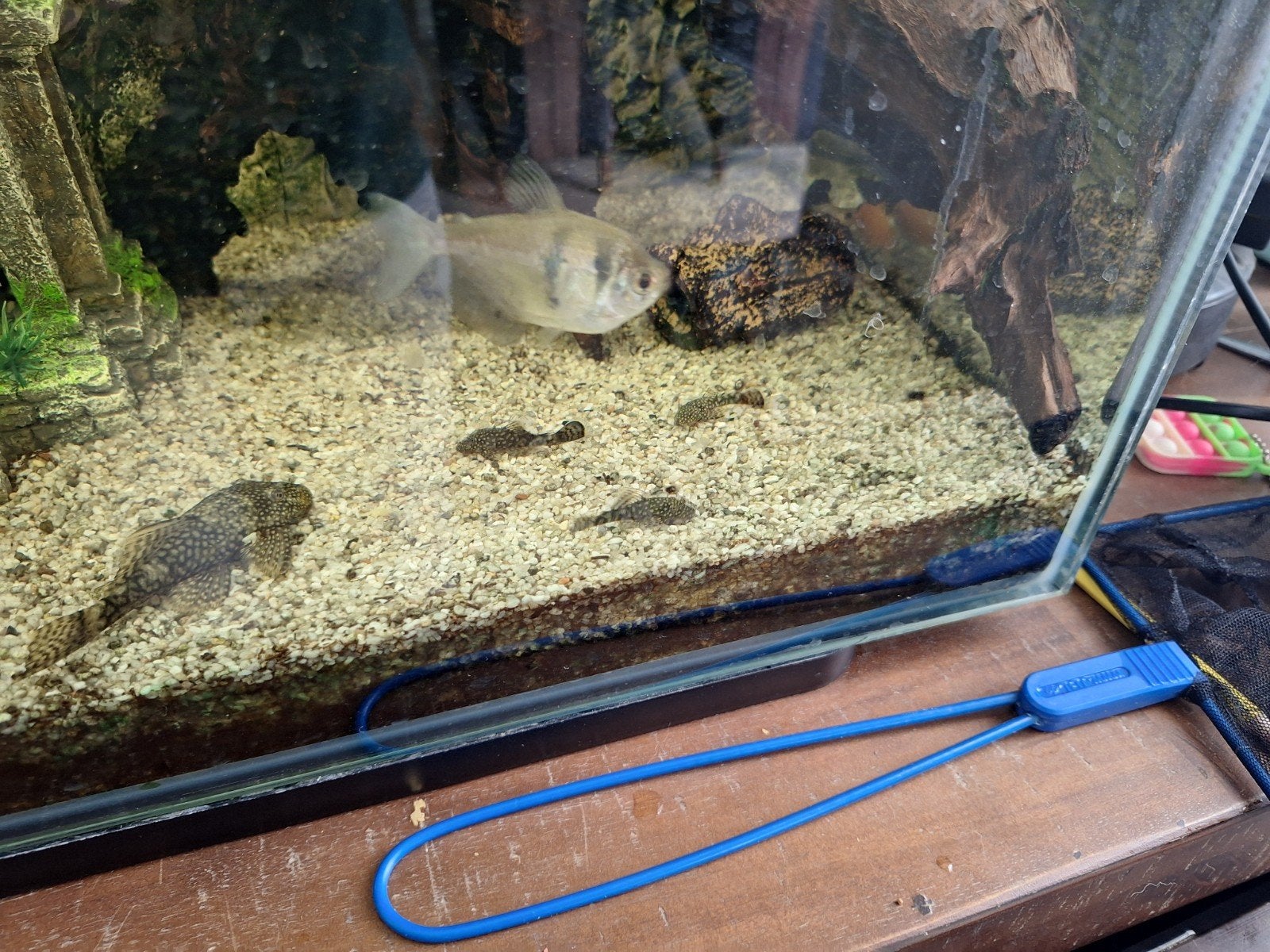 Borstelneus (Ancistrus cirrhosus) uit eigen kweek, Dieren en Toebehoren, Vissen | Aquariumvissen, Vis, Zoetwatervis