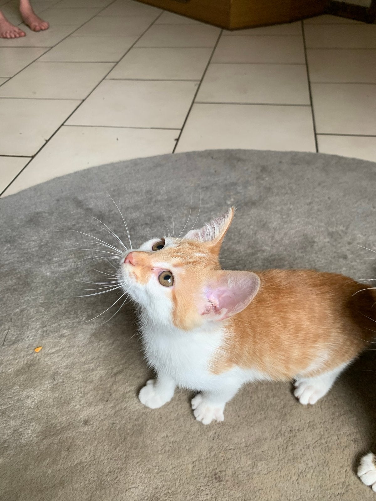 Lieve Kittens, Dieren en Toebehoren, Katten en Kittens | Overige Katten, Kater