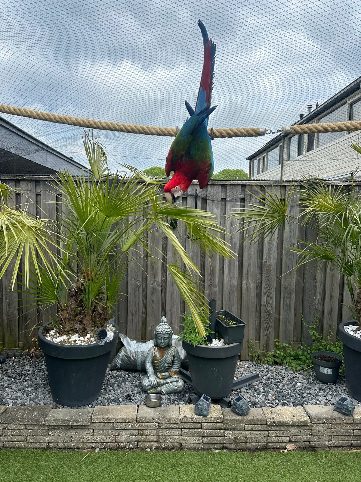 Groenvleugel ara man, Dieren en Toebehoren, Vogels | Parkieten en Papegaaien, Mannelijk, Papegaai