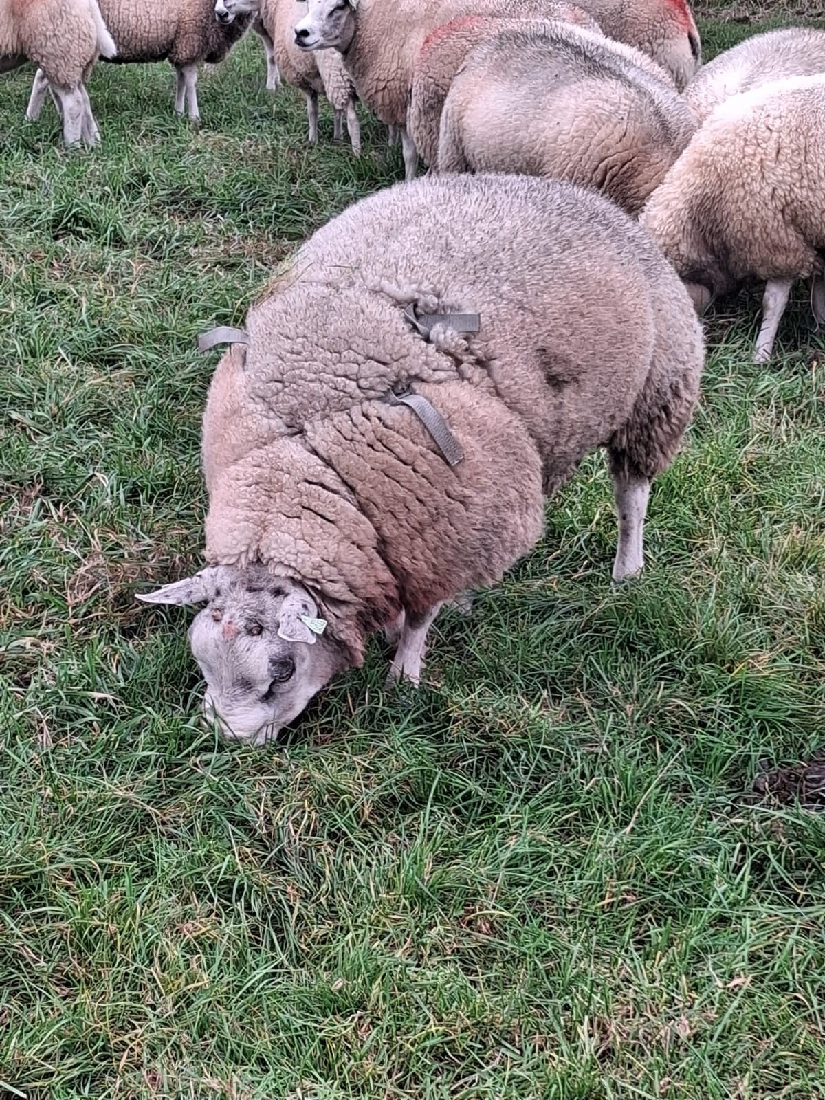 rammen, Mannelijk, Schaap