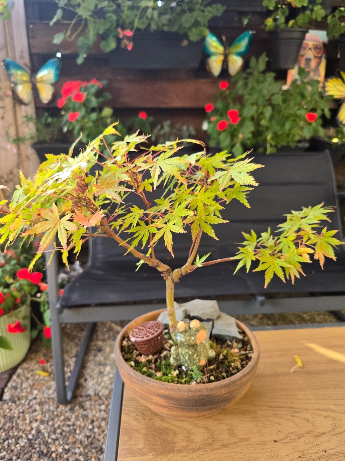 Japanse Esdoorn Bonsai - Prachtige Bladkleuren, Vaste plant, Bloeit niet, Halfschaduw, Ophalen