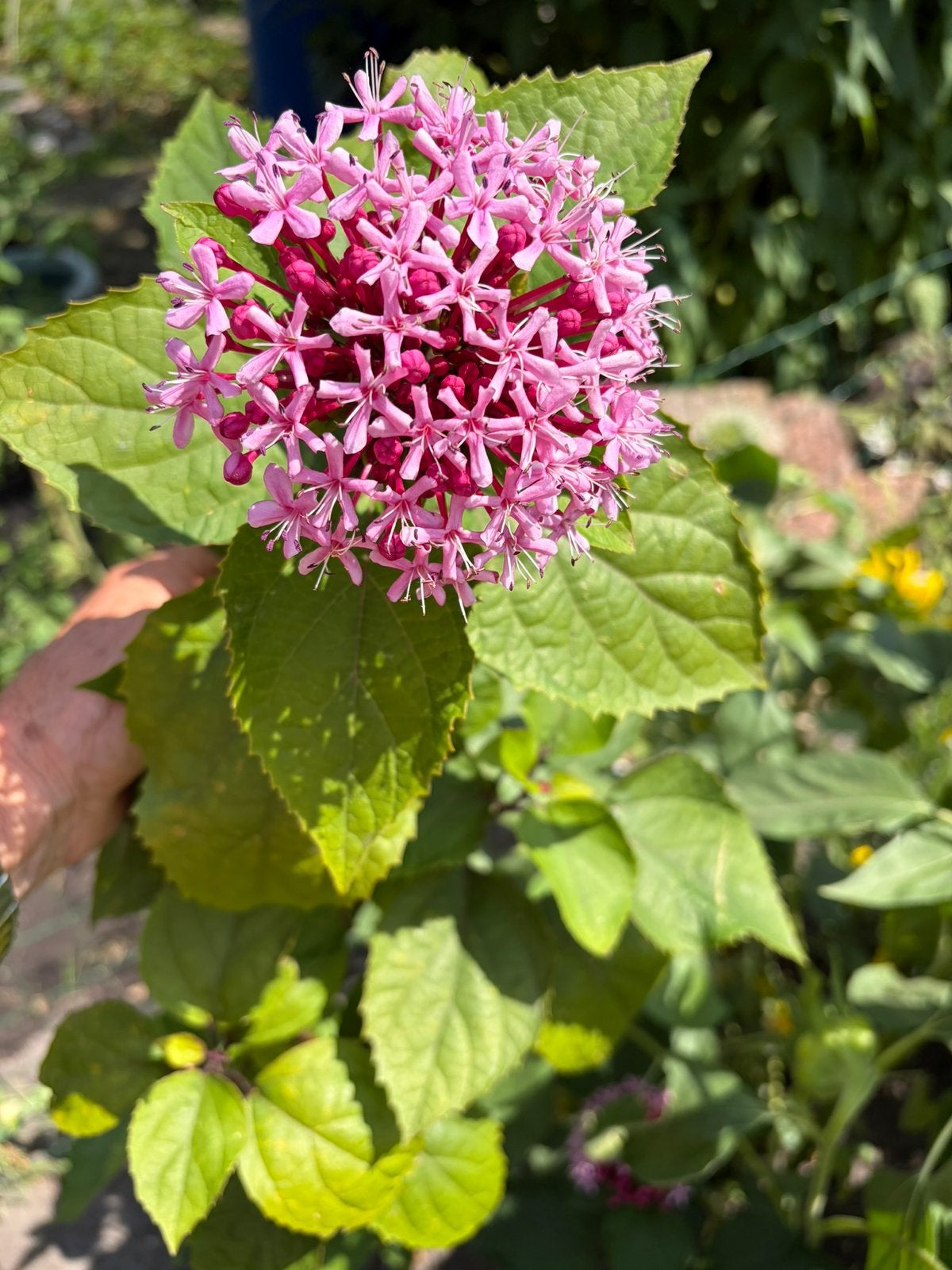 9 Clerodendrum bungei , pindakaasboom,kansenboom van 100 cm, Ophalen, Zomer, Overige soorten, 100 tot 250 cm