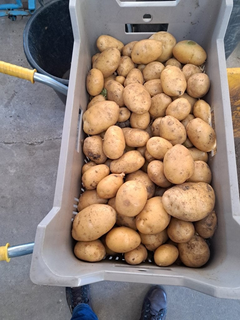 Te Koop nieuwe oogst aardappelen (Frieslanders), Ophalen