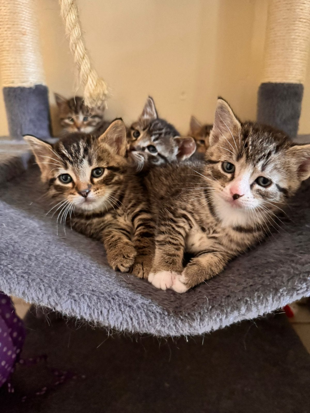 Kittens, Meerdere dieren