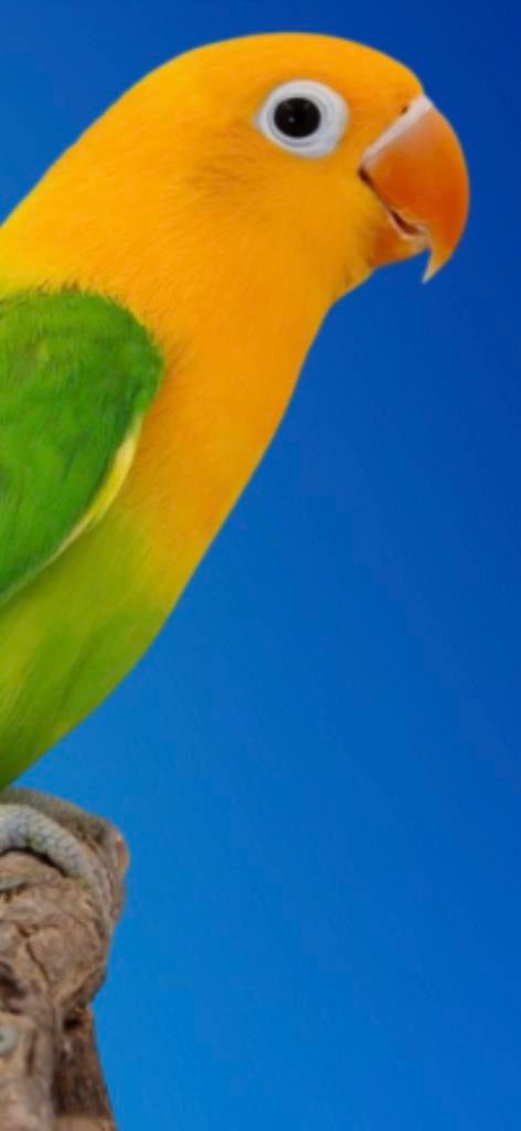 Gezocht, Dieren en Toebehoren, Meerdere dieren, Dwergpapegaai of Agapornis