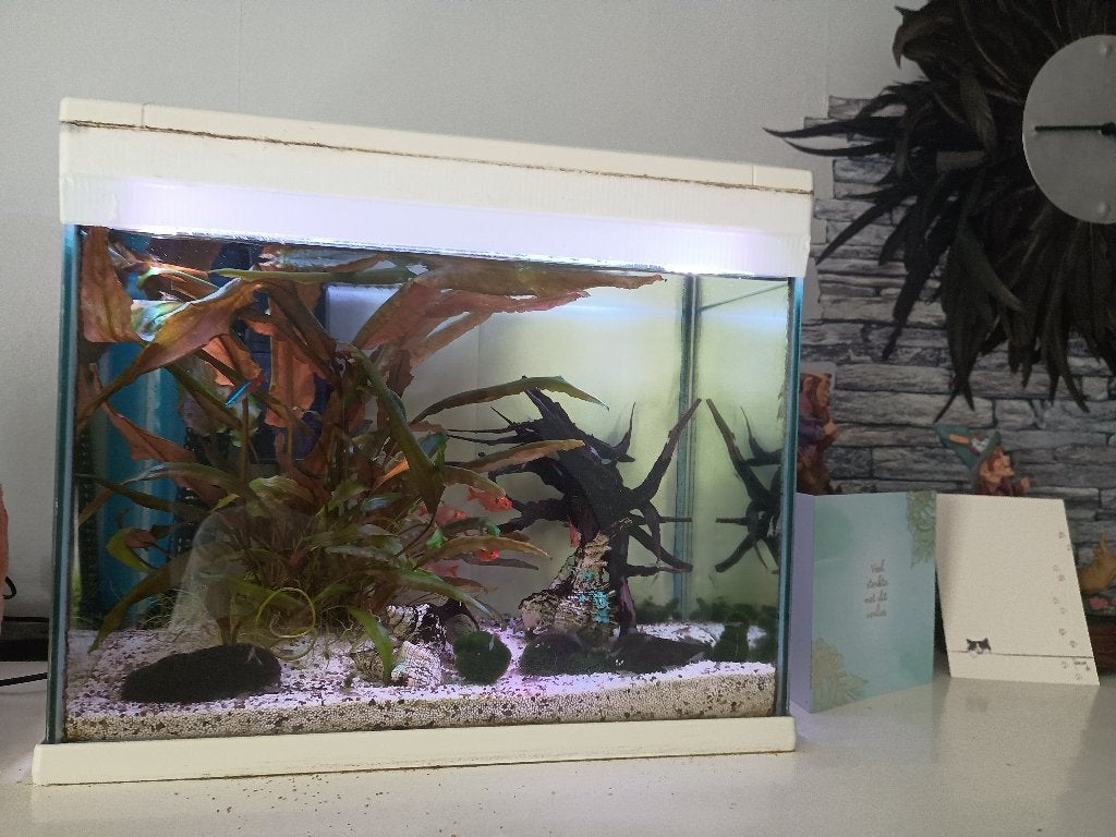 aquarium, Ophalen, Inclusief vissen, Nieuw, Gevuld zoetwateraquarium