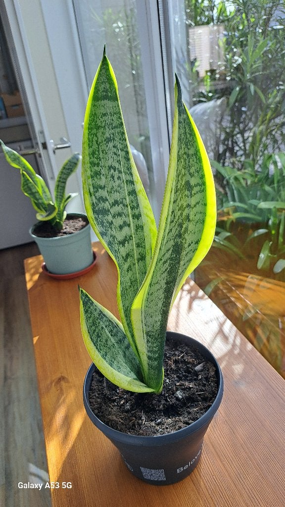 Sanseveria Trifasciata, Ophalen, Vetplant, Halfschaduw, Minder dan 100 cm