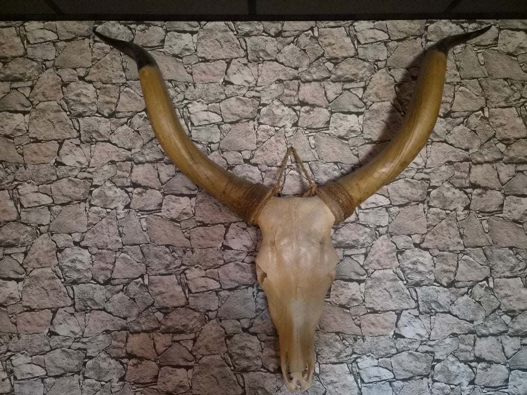 Gewei decoratie, Ophalen, Gebruikt, Hert, Gewei of Kop
