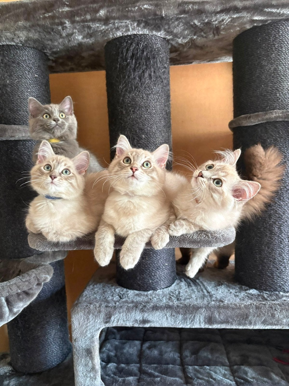 RAGDOLL KITTENS ( MOGEN METEEN VERHUIZEN), Meerdere dieren, Langharig, 0 tot 2 jaar