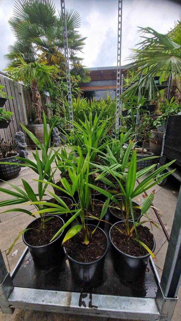 Palmbomen 5 jarige NL gekweekt Trachycarpus 2 voor 25€, Ophalen of Verzenden, Vaste plant, Overige soorten, Halfschaduw