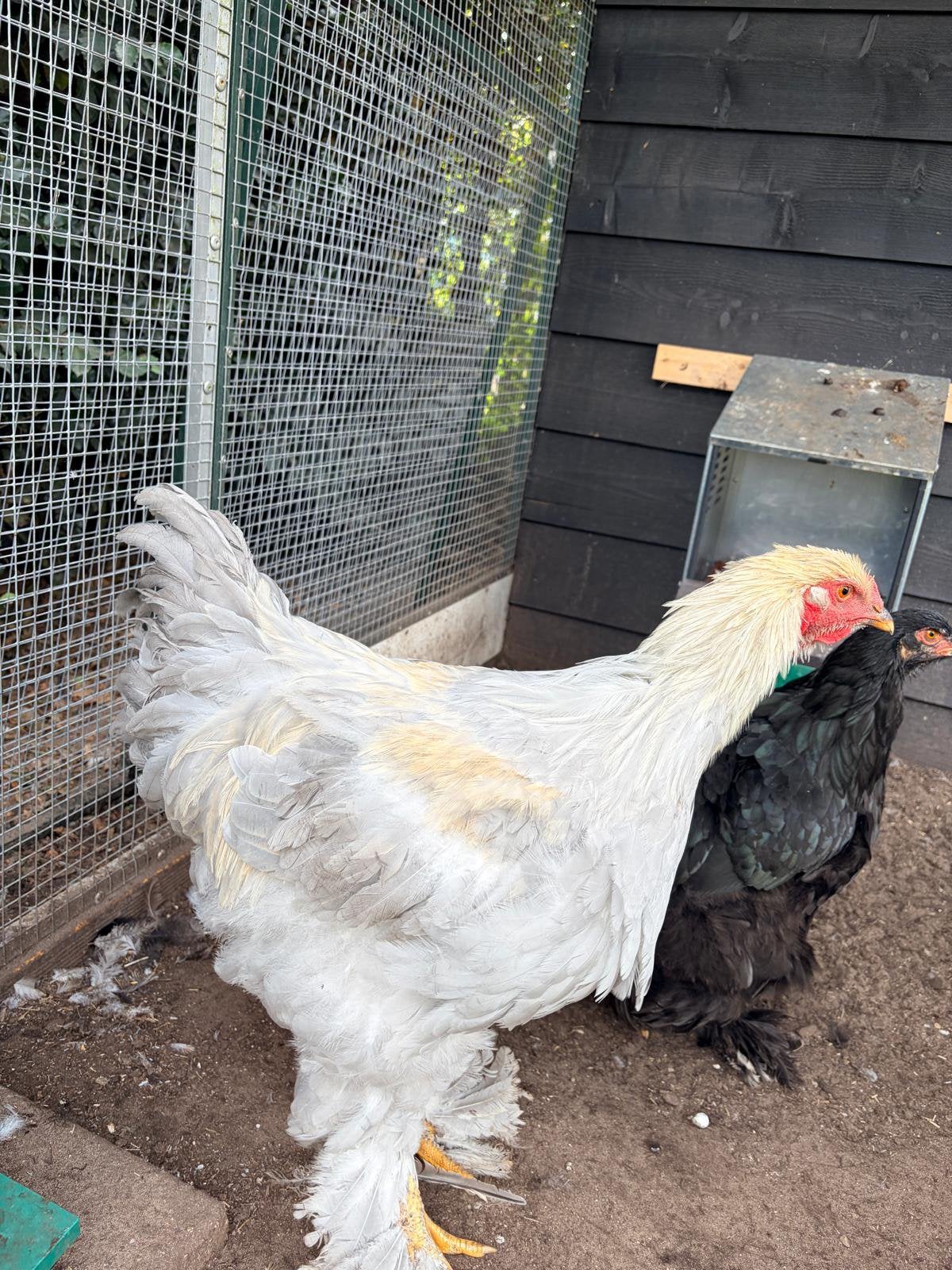 Isabel brahma haan, Dieren en Toebehoren, Mannelijk, Kip