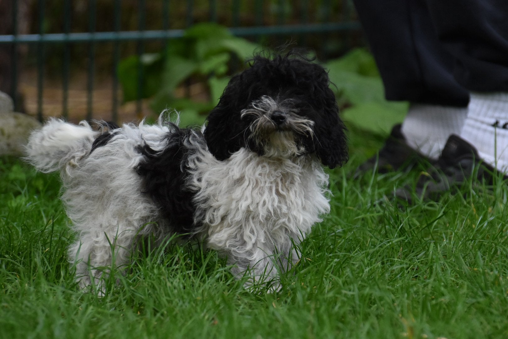 2 BoomPoo ventjes (Boomer x kl. Poedel), Nederland, Overige rassen, CDV (hondenziekte), 8 tot 15 weken