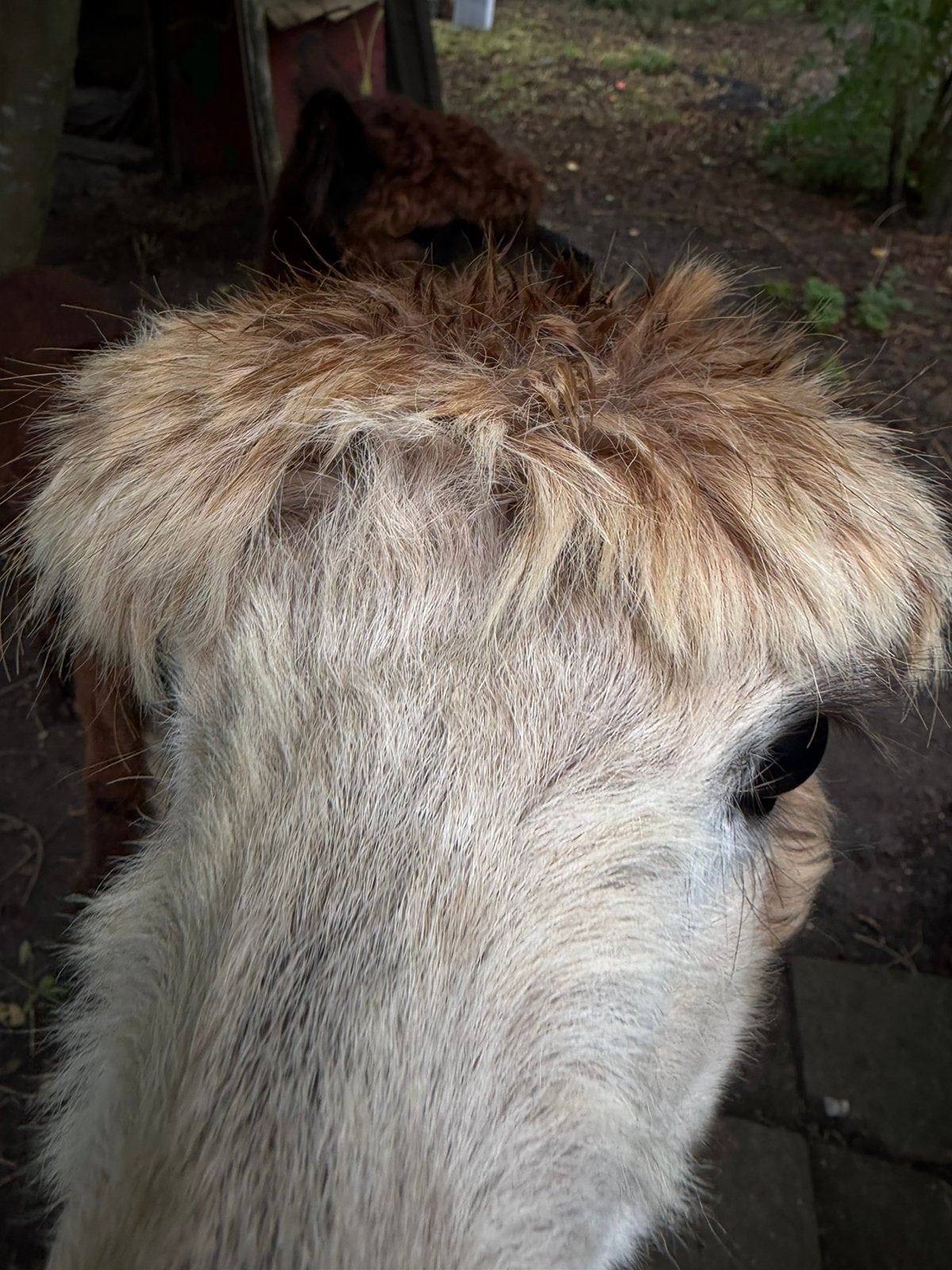 2 leuke alpacas, Ophalen of Verzenden, Zo goed als nieuw