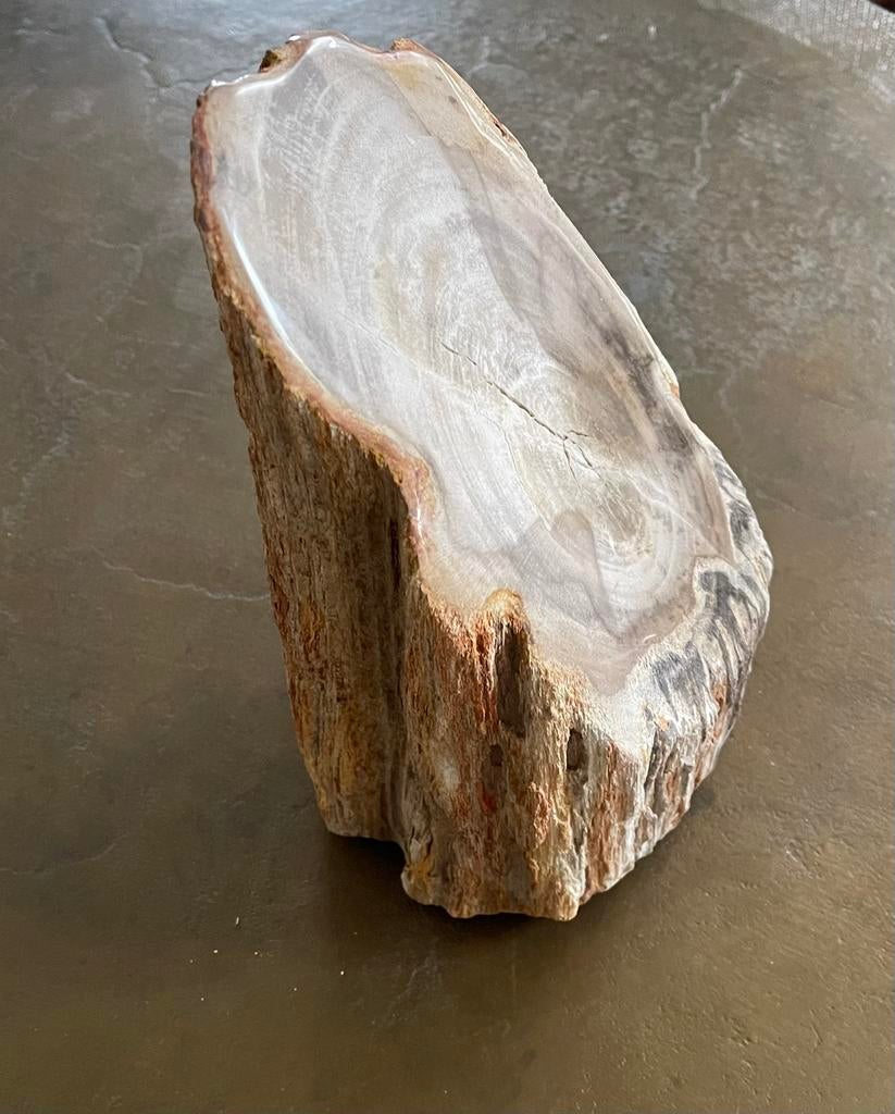Versteend hout, Ophalen of Verzenden, Fossiel