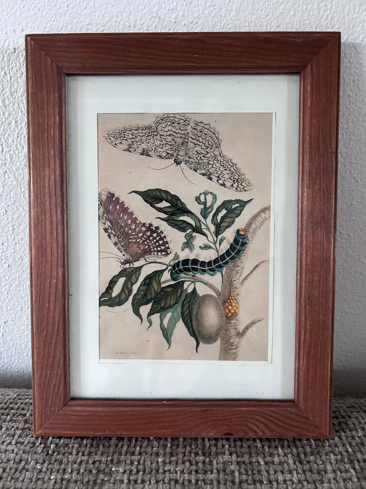 Botanische afbeelding vlinders en rups lijst fotolijst hout, Dieren, Ophalen of Verzenden, Klassiek, Print