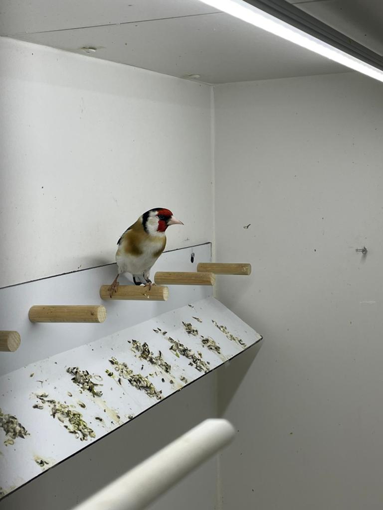 Majoor putter man, Dieren en Toebehoren, Vogels | Overige Vogels, Mannelijk, Wildzangvogel