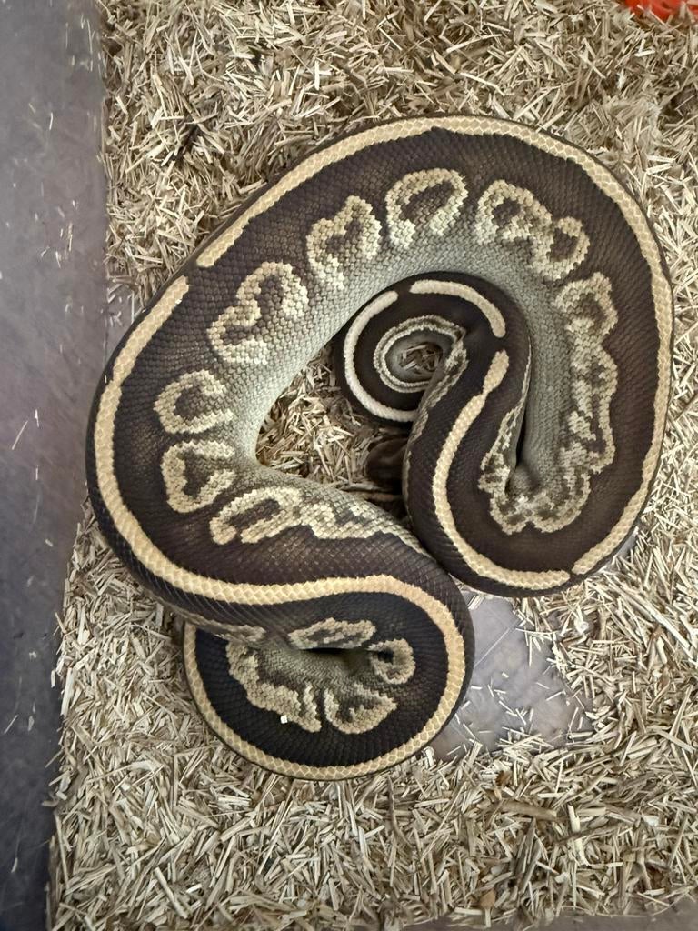 Koningspython / Python Regius / Ball python  vrouw Ball Python - female for sale from Isa