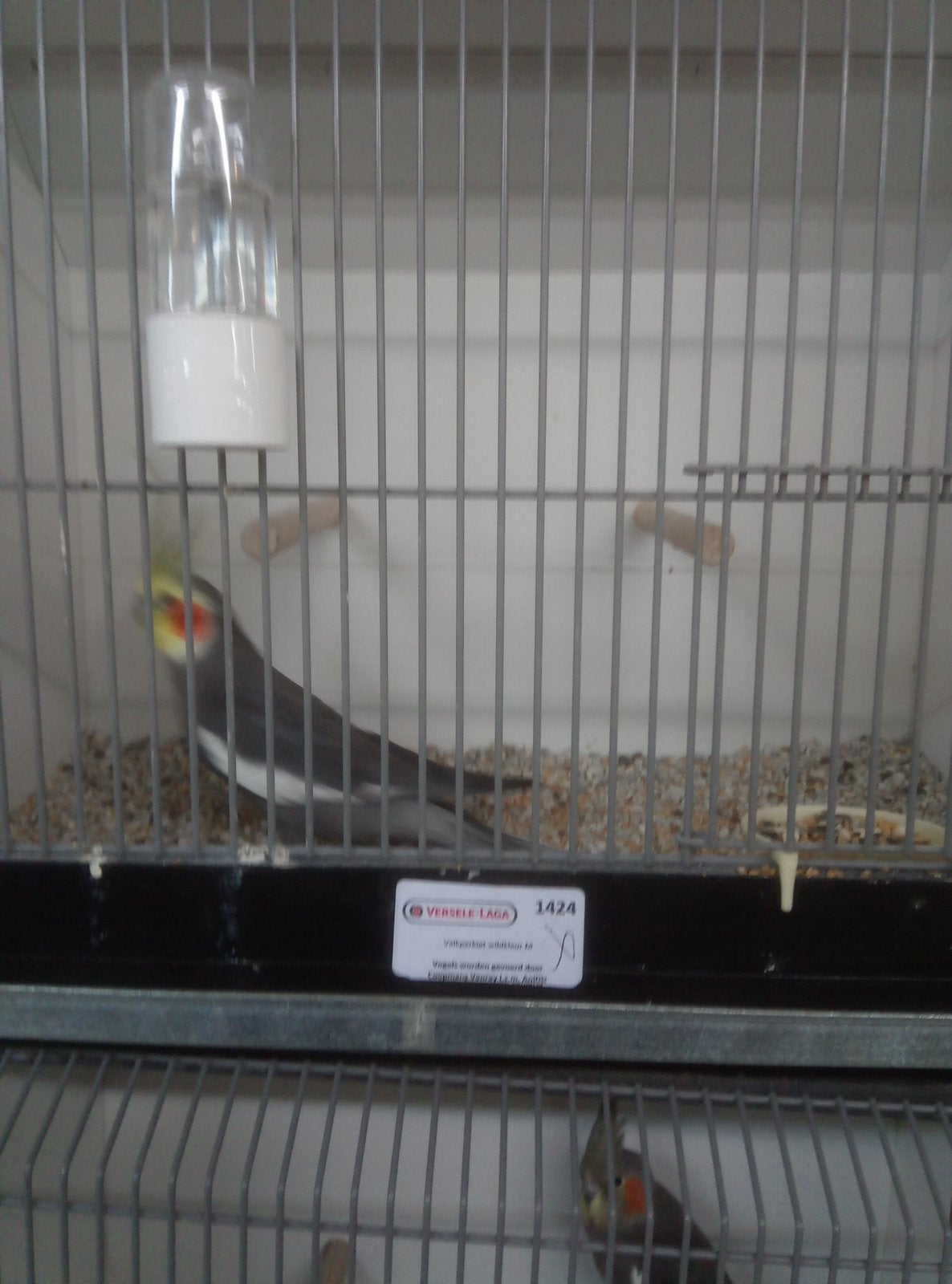 Te koop diverse parkieten, Meerdere dieren, Parkiet, Geringd