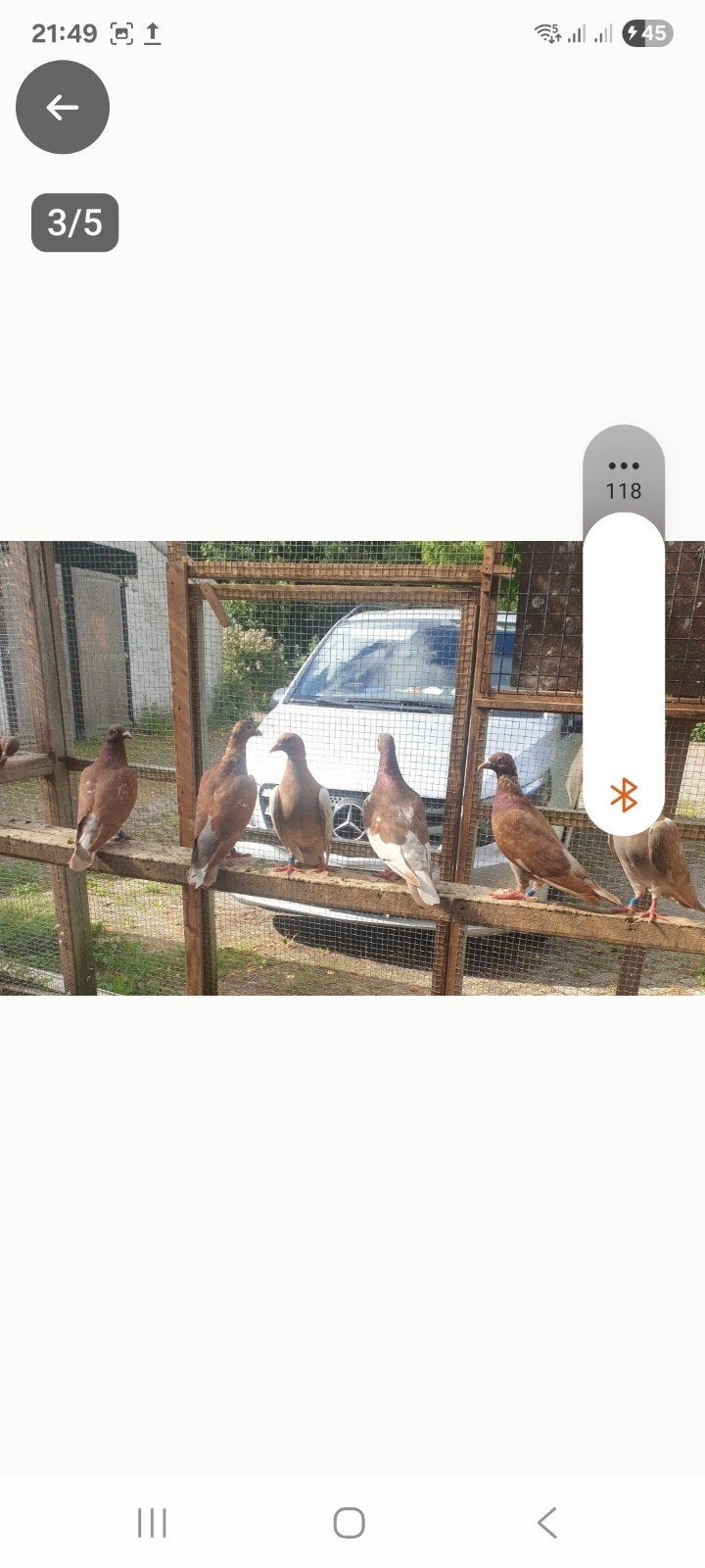 meulemans choco postduiven 4 koppels, Dieren en Toebehoren, Meerdere dieren, Postduif