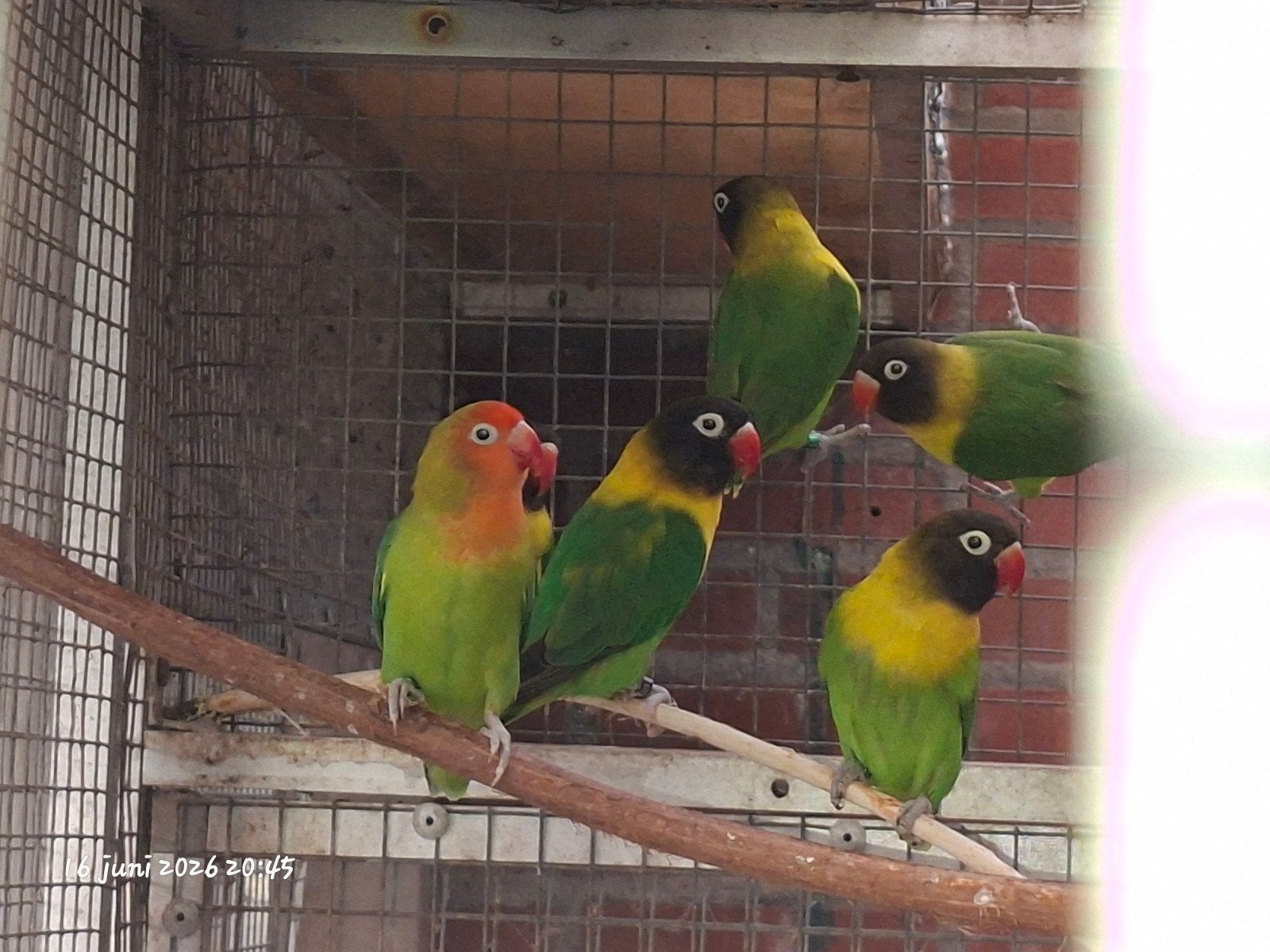 Te koop zuiver groene personatus, Meerdere dieren, Dwergpapegaai of Agapornis, Geringd
