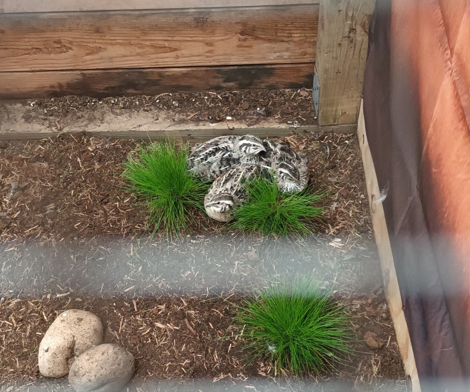 japanse kwartels., Meerdere dieren