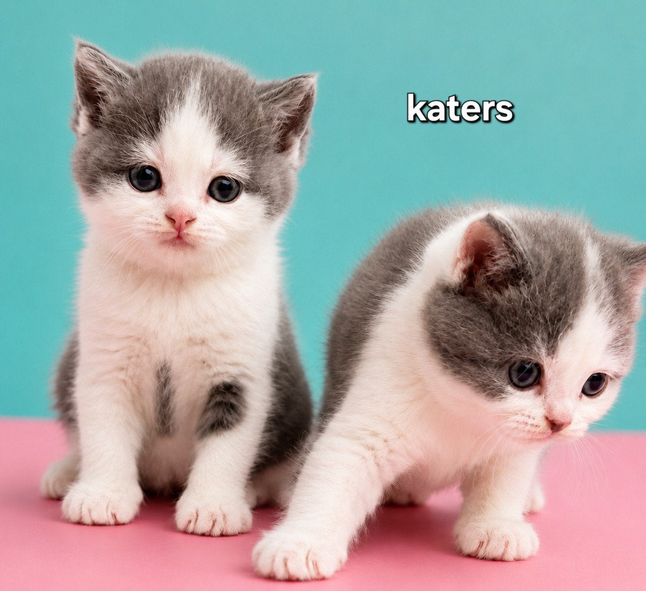 Brits(e) korthaar, Dieren en Toebehoren, Katten en Kittens | Raskatten | Korthaar, Meerdere dieren, Ontwormd, 0 tot 2 jaar