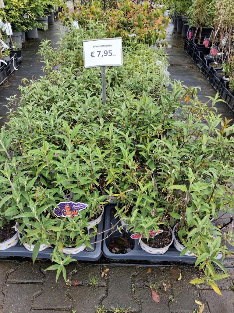 Vlinderstruik - Buddleja davidii - Diverse kleuren, Overige soorten, Volle zon, Vaste plant, Ophalen of Verzenden