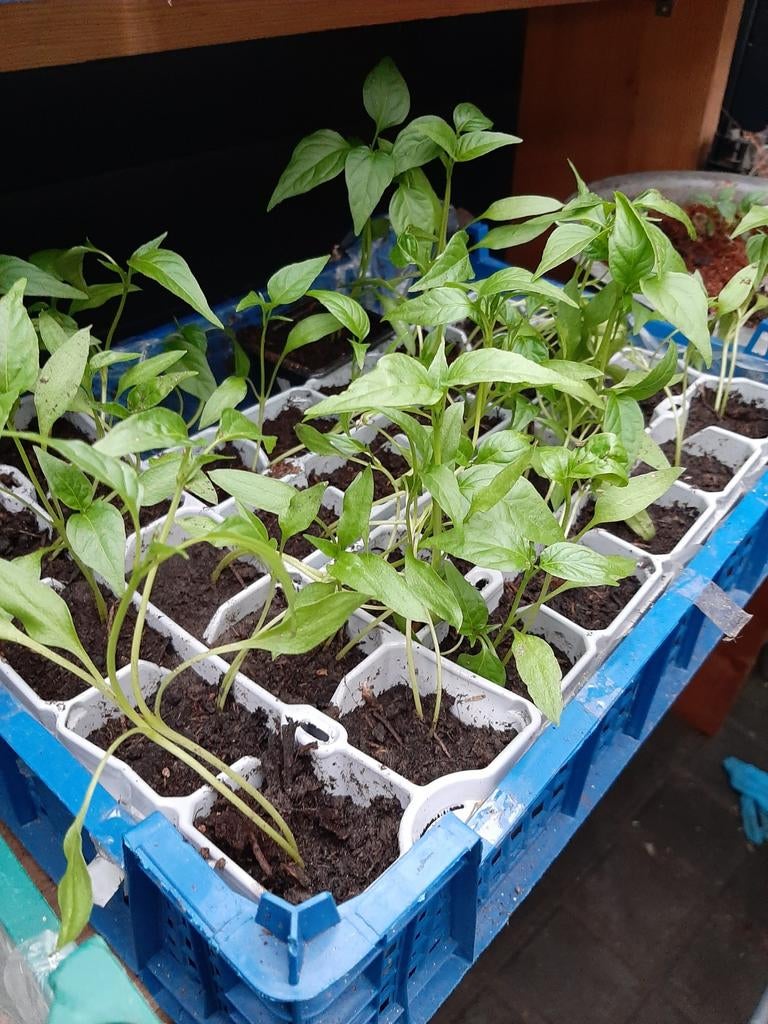 Cayennepeper planten, Ophalen