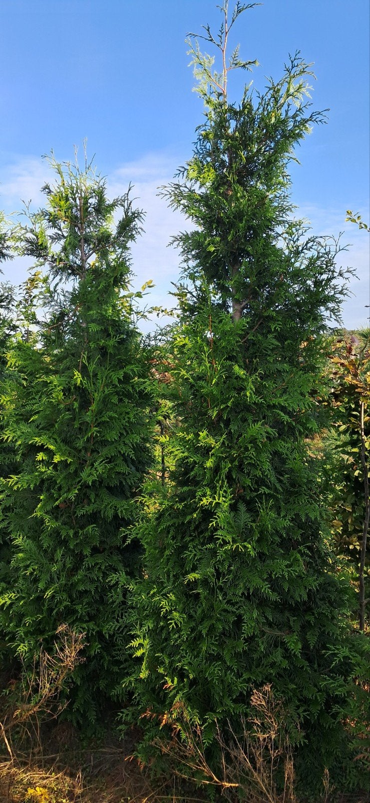 thuja plicata Excelsa haagconiferen  250+ cm hoog, Ophalen, Conifeer, Haag, 250 cm of meer
