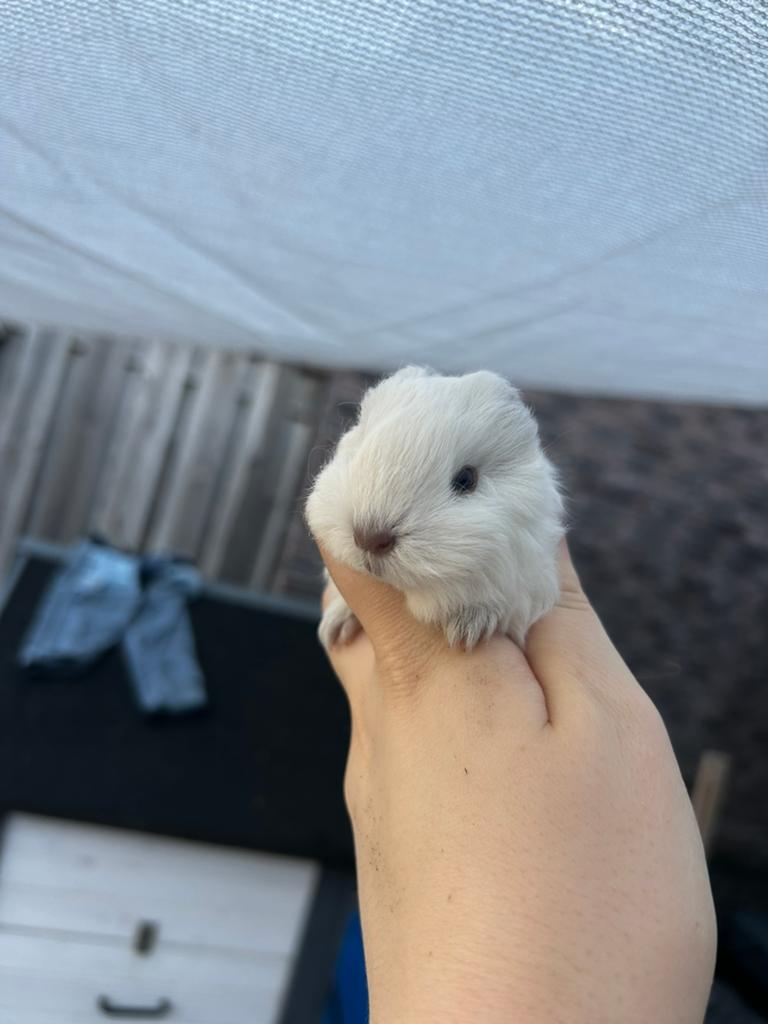 Prachtig wit cali choco ch teddy beertje, Mei, Mannelijk, Cavia
