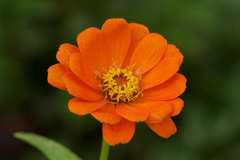 Zaden zinnia oranje  (Zinnia elegans oranje), Ophalen of Verzenden, Voorjaar, Volle zon, Zaad