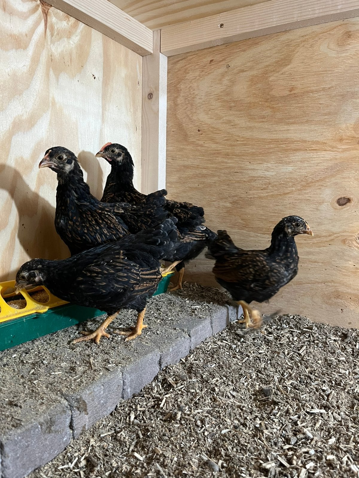 Barnevelder kriel kippen, Dieren en Toebehoren, Pluimvee, Geslacht onbekend, Kip