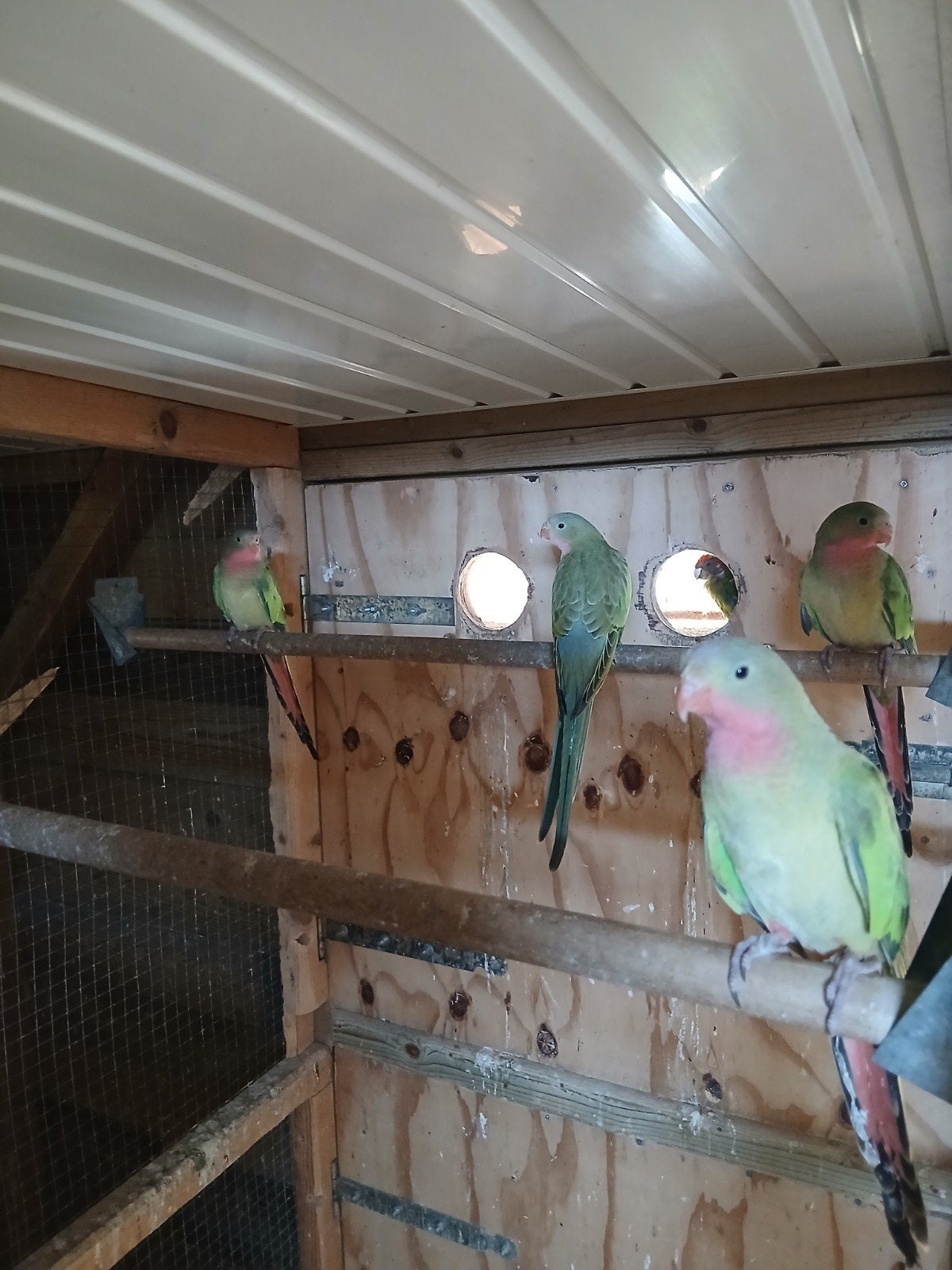 te koop 4 jonge Princess off Wales parkieten, Meerdere dieren, Parkiet, Geringd