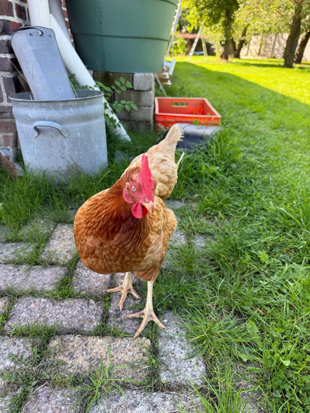 Kip gratis af te halen