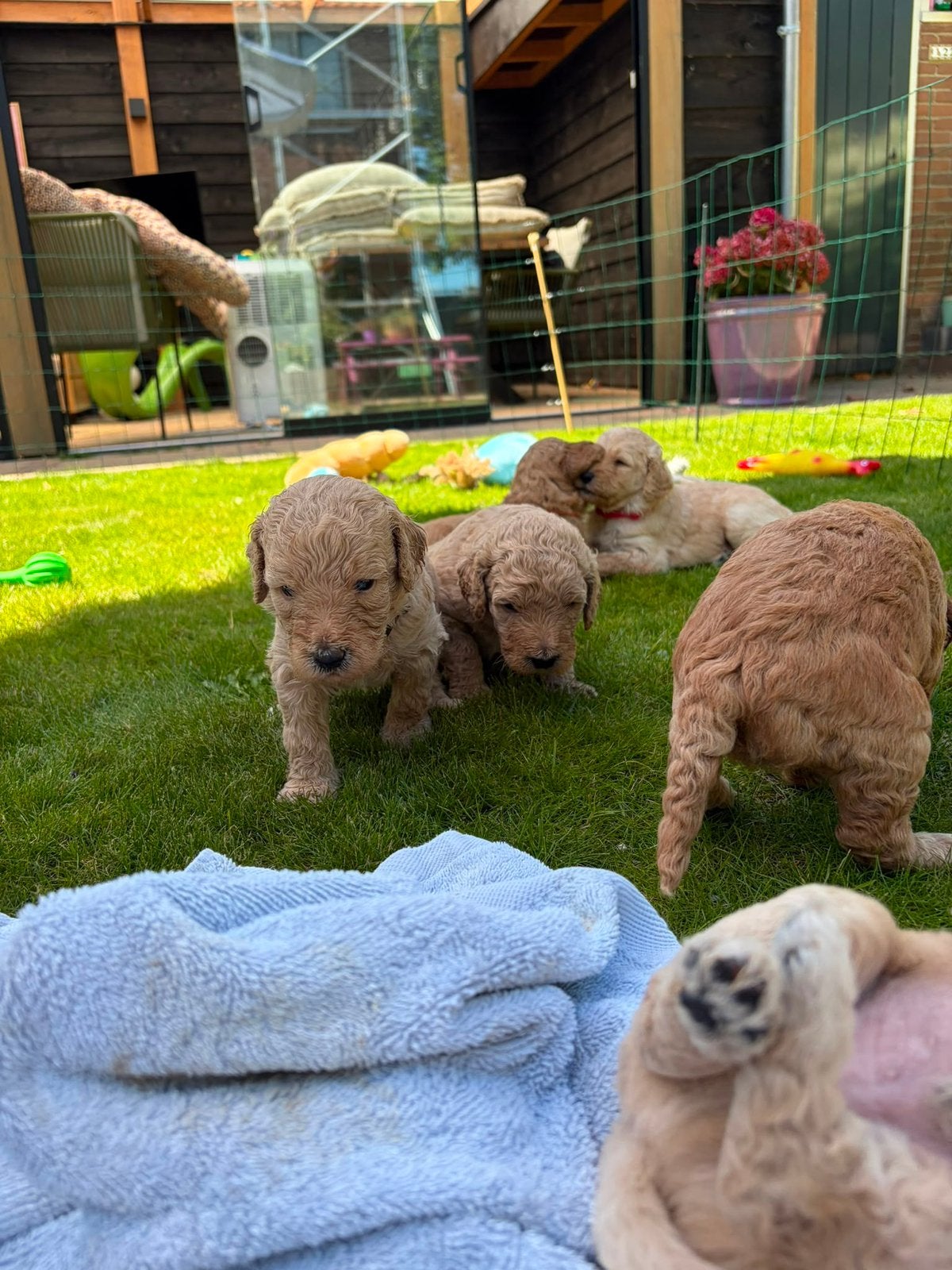 Goldendoodle pups 7 juni geboren 2 teefjes en 6 reutjes, Parvo, Overige rassen, 8 tot 15 weken, Meerdere dieren